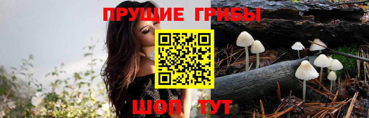 Псилоцибиновые грибы Cubensis  Вход с VPN  Красноярск 